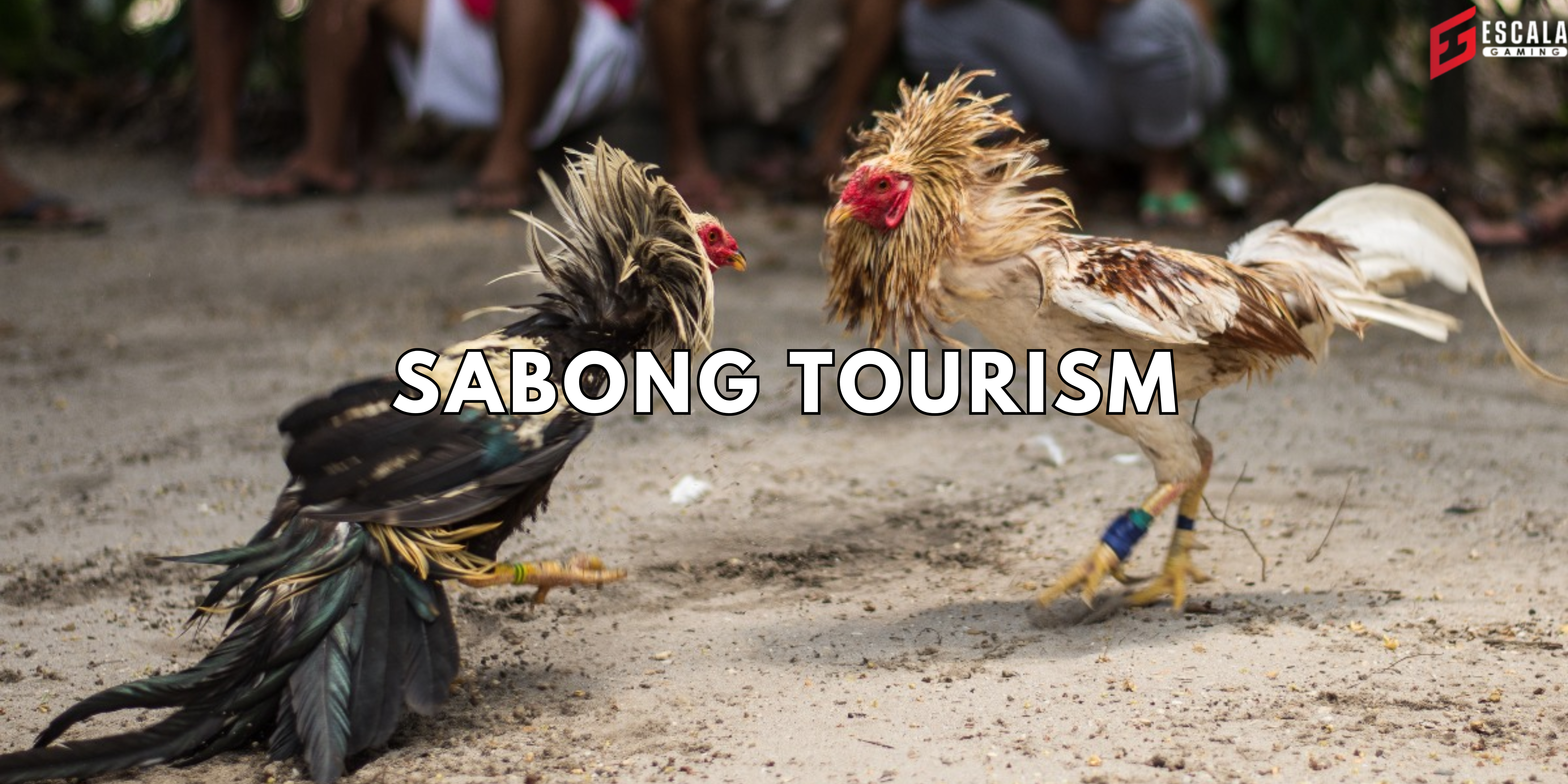 Sabong Tourism